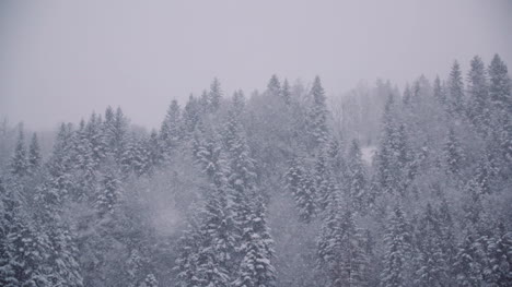 Snowflakes-Against-Snow-Covered-Trees-In-Mountains-3