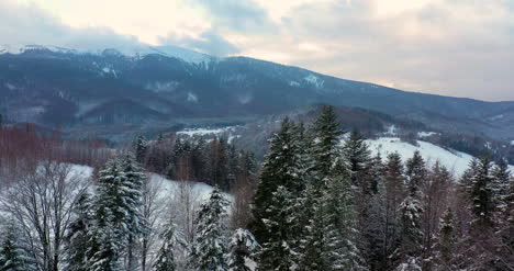 Wald-Mit-Schnee-Bedeckt-Luftbild-7