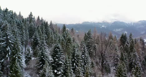 Wald-Mit-Schnee-Bedeckt-Luftbild-9
