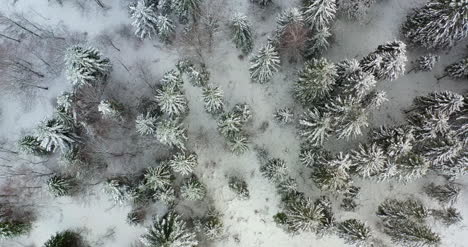 Luftaufnahme-Des-Schneebedeckten-Waldes-In-Den-Bergen-3