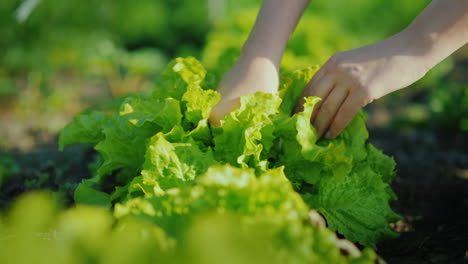 Fresh-Vegetables-From-Their-Beds-Female-Hands-Tear-Off-Lettuce-Leaves-Fresh-And-Organic-Farm-Product