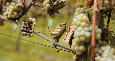 Reife-Trauben-Weinberg-Herbstweinproduktion