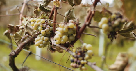 Ripe-Grapes-Vineyard-Autumn-Wine-Production-2