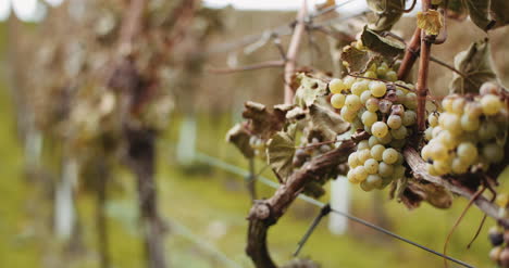 Ripe-Grapes-Vineyard-Autumn-Wine-Production-4
