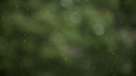 Raining-Rain-On-Forest-Background