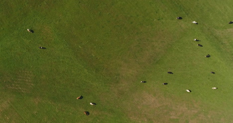 Luftaufnahme-Von-Grasenden-Kühen-Auf-Dem-Bauernhof
