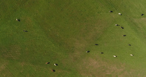Luftaufnahme-Von-Grasenden-Kühen-Auf-Dem-Bauernhof-1