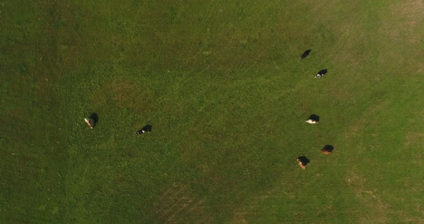 Luftaufnahme-Von-Grasenden-Kühen-Auf-Dem-Bauernhof-2