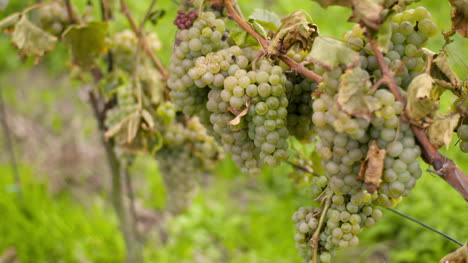 Bunch-Of-Grapes-On-Vineyard-At-Vine-Production-Farm-5