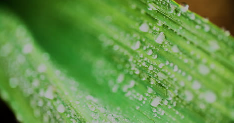Close-Up-Of-Waterdrops-On-Plant-Leaves-1