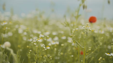Beautiful-Poppy-Seed-Field-Blooming-Poppies-