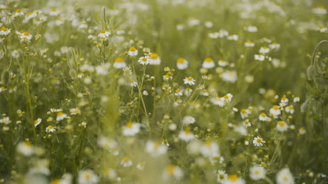 Fresh-Summer-Meadow-