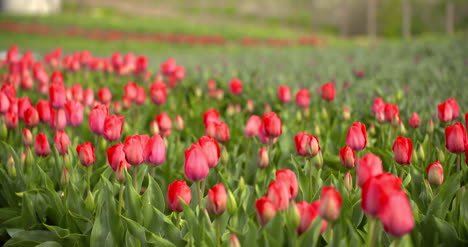 Plantación-De-Tulipanes-En-Los-Países-Bajos-Agricultura-7