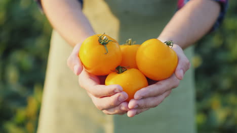 Die-Hände-Des-Bauern-Halten-Mehrere-Gelbe-Tomaten-Frisches-Gemüse-Vom-Feld
