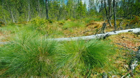Ein-Erstaunlicher-Sumpf---Umgestürzte-Bäume,-Moos-Und-Grünes-Gras-Unberührte-Orte-Auf-Dem-Planeten-Pov-Video