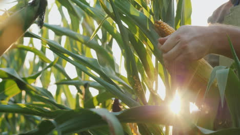 The-Farmer\'s-Hands-Study-The-Heads-Of-Corn-The-Sun-Shines-Through-The-Leaves-4K-Video