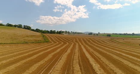Freshly-Harvested-Wheat-Field-4K