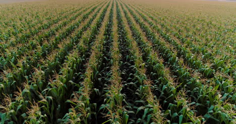 Agriculture-Aerial-Shot-Of-Corn-Field-1