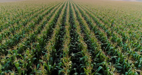 Agriculture-Aerial-Shot-Of-Corn-Field-2