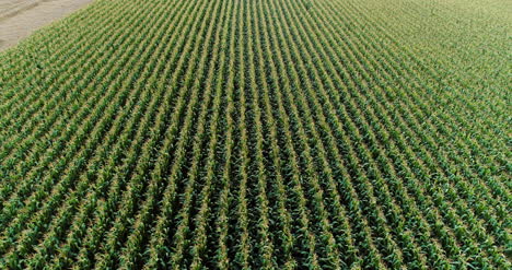Agriculture-Aerial-Shot-Of-Corn-Field-3
