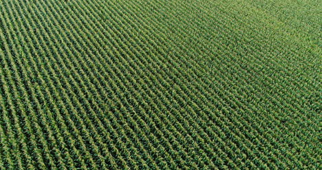 Agriculture-Aerial-Shot-Of-Corn-Field-4
