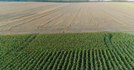 Agriculture-Aerial-Shot-Of-Corn-Field-6