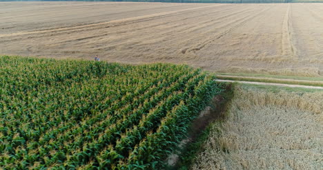 Agriculture-Aerial-Shot-Of-Corn-Field-7
