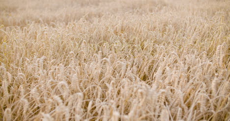 Panning-Shot-Of-Wheat-Field-Close-Up