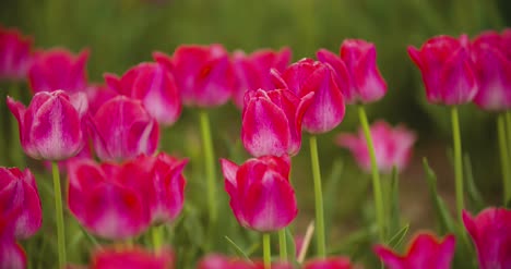 Hermosos-Tulipanes-Rojos-Que-Florece-En-El-Campo-26