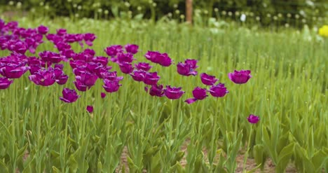Hermosos-Tulipanes-Rojos-Que-Florecen-En-El-Campo-32