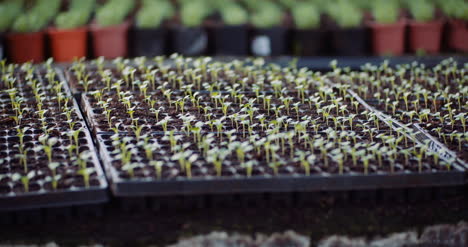 Agriculture-Flor-Seedlings-In-Greenhouse-14