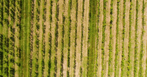 Agriculture-Aerial-View-Of-Vineyard-Vide-Production-1