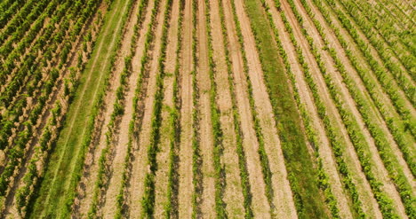 Agriculture-Aerial-View-Of-Vineyard-Vide-Production-2