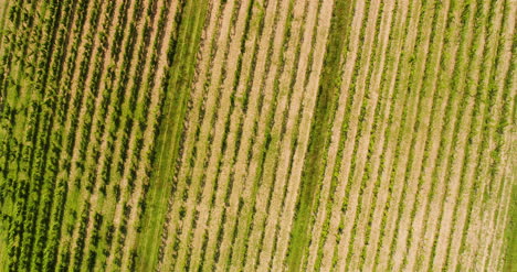 Agriculture-Aerial-View-Of-Vineyard-Vide-Production-3