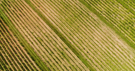 Agriculture-Aerial-View-Of-Vineyard-Vide-Production-4