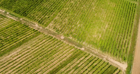 Landwirtschaft-Luftbild-Der-Weinberg-Vide-Produktion-5