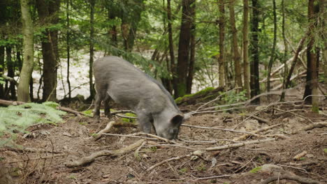 Ein-Großes-Wildschwein-Gräbt-Mit-Seiner-Schnauze-Den-Boden-Auf-Der-Suche-Nach-Nahrung-Im-Wald-4k-Video