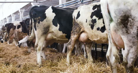 Moderne-Scheune-Mit-Milchkühen,-Die-Heu-Fressen-Kühe,-Die-Auf-Milchviehbetrieb-Füttern-2