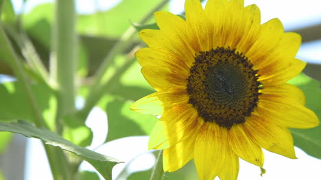 Nahaufnahme-Von-Sonnenblumen-Landwirtschaft-Sonnenblumen-Farm-1