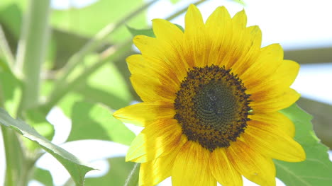 Close-Up-Of-Sunflower-Agriculture-Sunflower-Farm-2