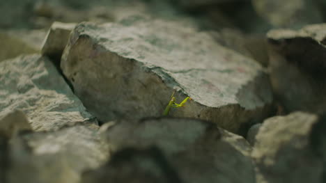 Green-Insect-On-A-Stone-In-The-Summer-In-The-Mountains