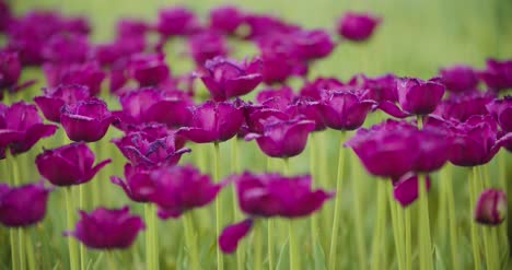 Hermosos-Tulipanes-Rojos-Que-Florecen-En-El-Campo-37