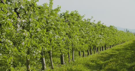 Fruit-Trees-In-A-Row-On-Agricultural-Field-2