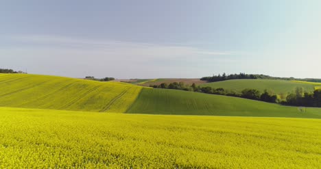 Scenic-View-Of-Canola-Field-Against-Sky-12