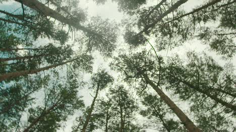 Baumkronen-Im-Wald-Gegen-Wolken