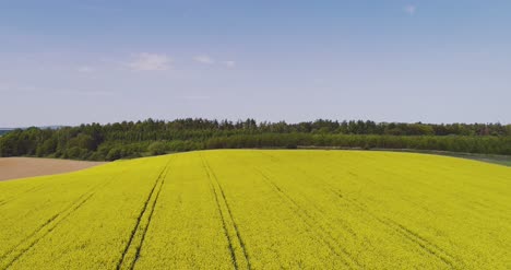 Scenic-View-Of-Canola-Field-Against-Sky-15