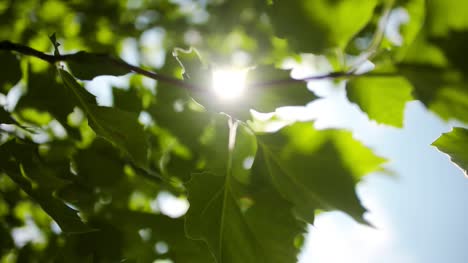 Sun-Luz-Shining-Through-Leaves-4