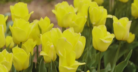 Hermosos-Tulipanes-Rojos-Que-Florece-En-El-Campo-40