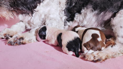 Dog-After-Giving-Birth-With-Newborn-Puppy-06