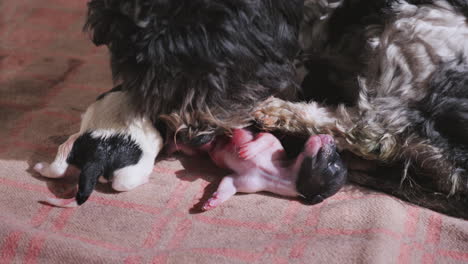 Dog-After-Giving-Birth-With-Newborn-Puppy-11